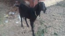 goat