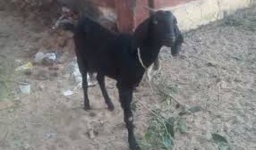 goat