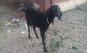 goat